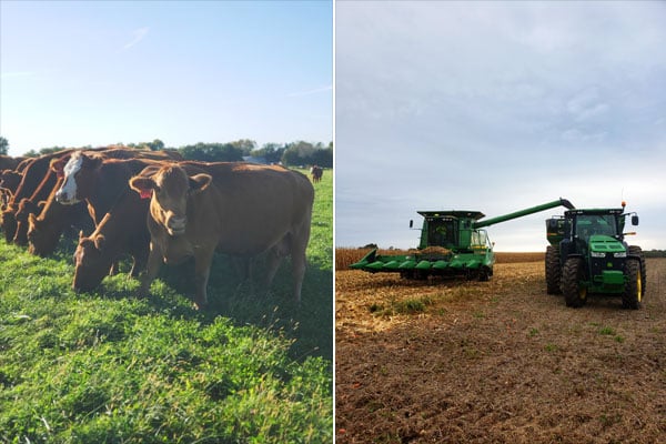 Cows on Iowa Beef Farm