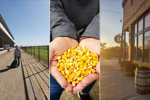 Corn freshly harvested from farm